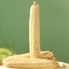 『西双版纳拇指小玉米』粘糯清甜，个头袖珍，非转基因，更适合孩子的早餐粗粮！ 商品缩略图6