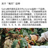 【限量】厄瓜多尔乔萝拉希爪 双重厌氧蜜处理 商品缩略图2