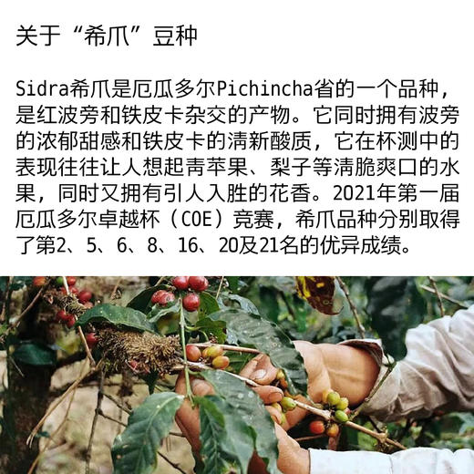 【限量】厄瓜多尔乔萝拉希爪 双重厌氧蜜处理 商品图2