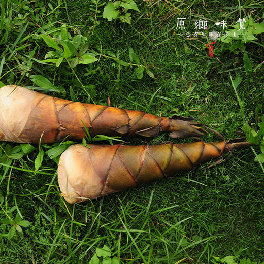 【周二周五发货】生态甜龙笋（基地直发-顺丰包邮）| 多种规格，来自广州市从化区，生产者：黄新【合作生产，公平贸易】 商品图3