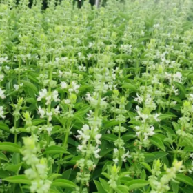 罗勒——圣与神子，转转情殇，洒泪灌以溢香浓。 