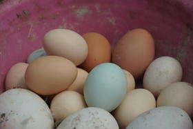 林下散养土鸡、生态土鸡蛋 | 无添加剂、无饲料污染 | 每周末农场自提（需提前预定，每周五截单）