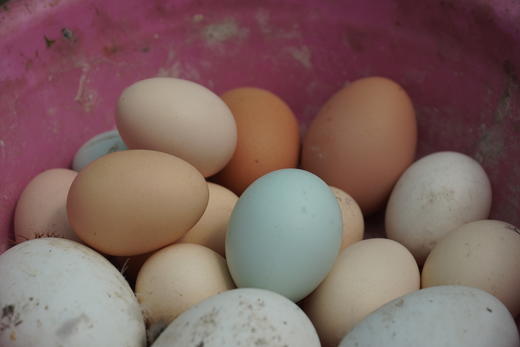 林下散养土鸡、生态土鸡蛋 | 无添加剂、无饲料污染 | 每周末农场自提（需提前预定，每周五截单） 商品图0