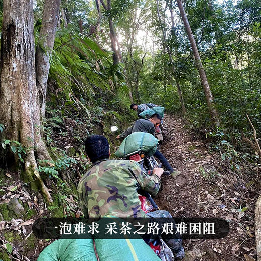 【弯弓】有钱难买的稀缺货，弯弓作为易武茶的终点那白茶园则是弯弓中的终点，稀缺高杆古树资源 商品图2