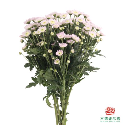 小菊-玉芙蓉  10枝1扎 商品图0