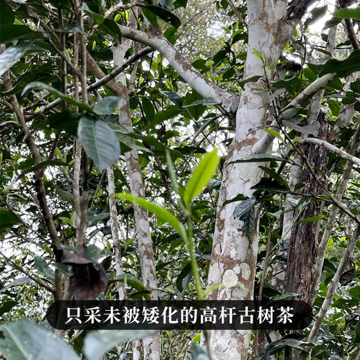 【弯弓】有钱难买的稀缺货，弯弓作为易武茶的终点那白茶园则是弯弓中的终点，稀缺高杆古树资源 商品图1