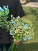 【田野】蓝星花5支+洋甘菊10支/份 商品缩略图1