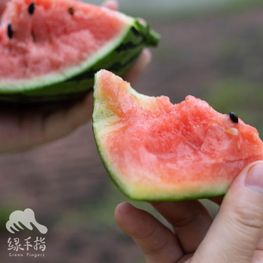 有机小西瓜  | 合作生产 * Organic Watermelon | Partner Production 商品图1