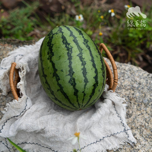 有机小西瓜  | 合作生产 * Organic Watermelon | Partner Production 商品图2