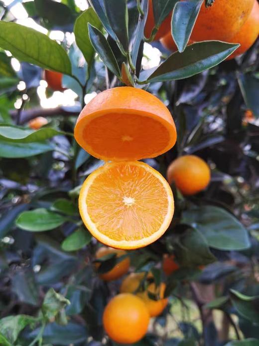 XZG-.广西夏橙  5斤+-0.05/份～22元 商品图1