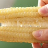 『西双版纳拇指小玉米』粘糯清甜，个头袖珍，非转基因，更适合孩子的早餐粗粮！ 商品缩略图8