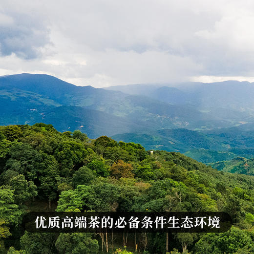 【弯弓】有钱难买的稀缺货，弯弓作为易武茶的终点那白茶园则是弯弓中的终点，稀缺高杆古树资源 商品图8