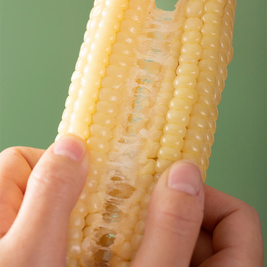 『西双版纳拇指小玉米』粘糯清甜，个头袖珍，非转基因，更适合孩子的早餐粗粮！ 商品图12