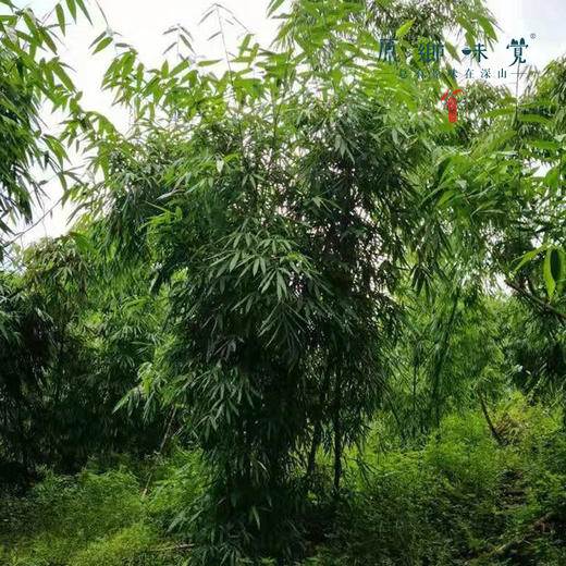 【周二周五发货】生态甜龙笋（基地直发-顺丰包邮）| 多种规格，来自广州市从化区，生产者：黄新【合作生产，公平贸易】 商品图6