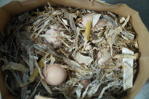 林下散养土鸡、生态土鸡蛋 | 无添加剂、无饲料污染 | 每周末农场自提（需提前预定，每周五截单） 商品图1