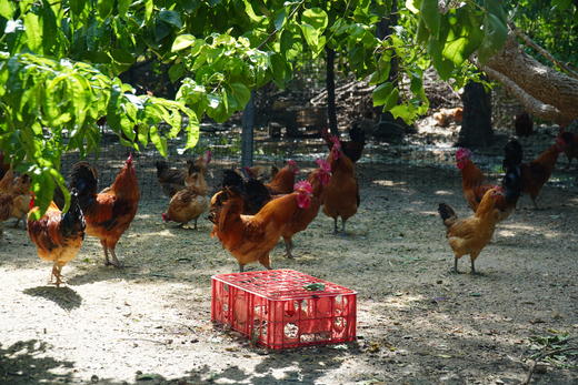 林下散养土鸡、生态土鸡蛋 | 无添加剂、无饲料污染 | 每周末农场自提（需提前预定，每周五截单） 商品图5