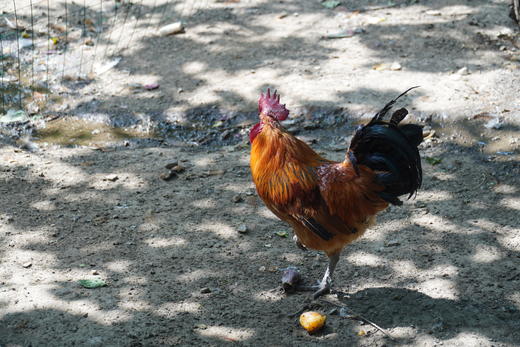林下散养土鸡、生态土鸡蛋 | 无添加剂、无饲料污染 | 每周末农场自提（需提前预定，每周五截单） 商品图2