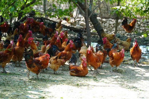 林下散养土鸡、生态土鸡蛋 | 无添加剂、无饲料污染 | 每周末农场自提（需提前预定，每周五截单） 商品图6