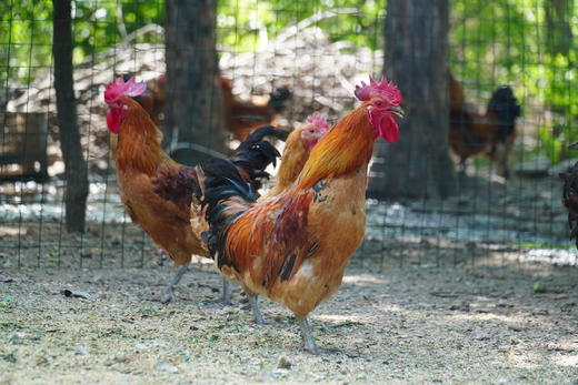 林下散养土鸡、生态土鸡蛋 | 无添加剂、无饲料污染 | 每周末农场自提（需提前预定，每周五截单） 商品图7