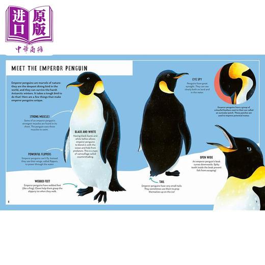 【中商原版】Young Zoologist：Emperor Penguin 小动物家：帝王企鹅 英文原版进口 儿童百科绘本 动物科普知识图书 精装知识绘本 商品图5