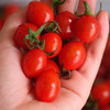 〔上海直发包邮06〕海南小番茄 商品缩略图3