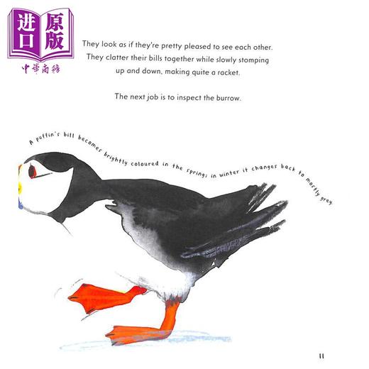 【中商原版】Martin Jenkins: Puffin 海雀 英文原版 进口图书 儿童科普绘本 动物图画书 儿童百科知识图书 精品童书英文绘本 商品图4