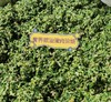 【新品豇豆肉馅】五星同裕 菜馅 豇豆肉馅 甘蓝馅 香菇肉馅 商品缩略图1