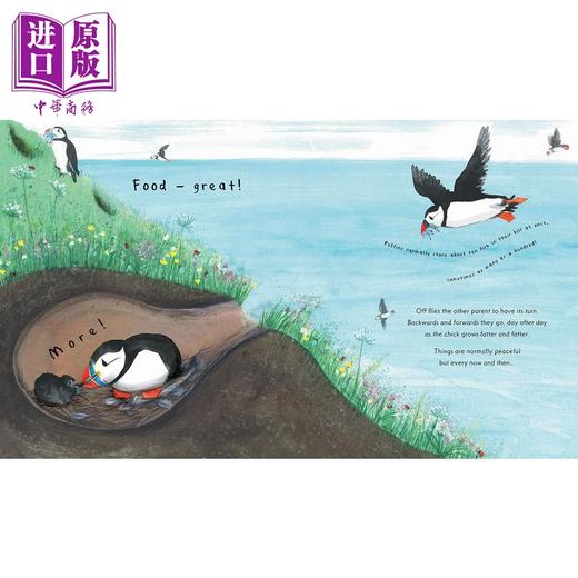 【中商原版】Martin Jenkins: Puffin 海雀 英文原版 进口图书 儿童科普绘本 动物图画书 儿童百科知识图书 精品童书英文绘本 商品图1