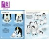 【中商原版】Young Zoologist：Emperor Penguin 小动物家：帝王企鹅 英文原版进口 儿童百科绘本 动物科普知识图书 精装知识绘本 商品缩略图2