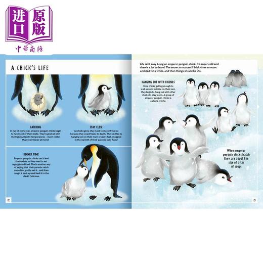 【中商原版】Young Zoologist：Emperor Penguin 小动物家：帝王企鹅 英文原版进口 儿童百科绘本 动物科普知识图书 精装知识绘本 商品图2