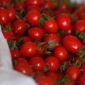 〔上海直发包邮06〕海南小番茄