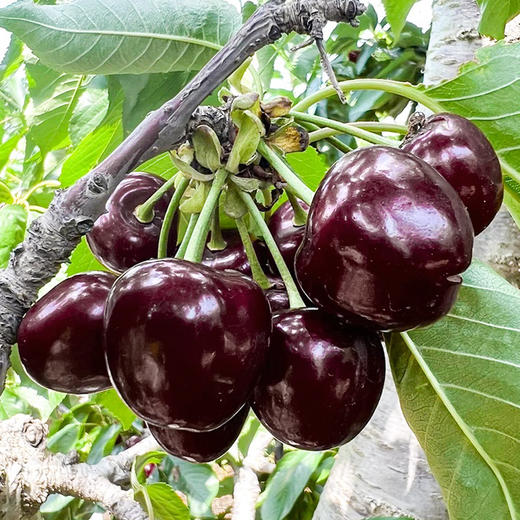 顺丰包邮到家！大连基地直送，俄罗斯8号大樱桃，个头大，黑紫，甜度非常高，能达到糖24，脆甜多汁！口感超过车厘子👍3J二斤 商品图3