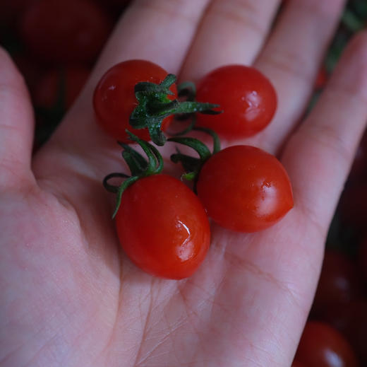 〔上海直发包邮06〕海南小番茄 商品图4