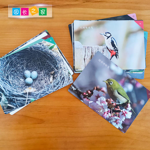 儿童户外观鸟套装自然教育幼儿园早教了解鸟类 商品图3