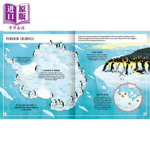 【中商原版】Young Zoologist：Emperor Penguin 小动物家：帝王企鹅 英文原版进口 儿童百科绘本 动物科普知识图书 精装知识绘本 商品图1