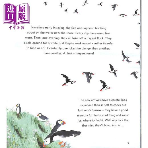 【中商原版】Martin Jenkins: Puffin 海雀 英文原版 进口图书 儿童科普绘本 动物图画书 儿童百科知识图书 精品童书英文绘本 商品图3