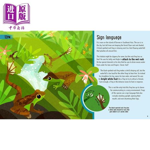 【中商原版】A Day in the Life:Frogs 一天的小生活：青蛙 英文原版 进口图书 儿童科普绘本 动物图画书 精装童书 知识百科 商品图3