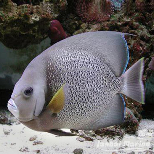 美国灰仙 商品图5