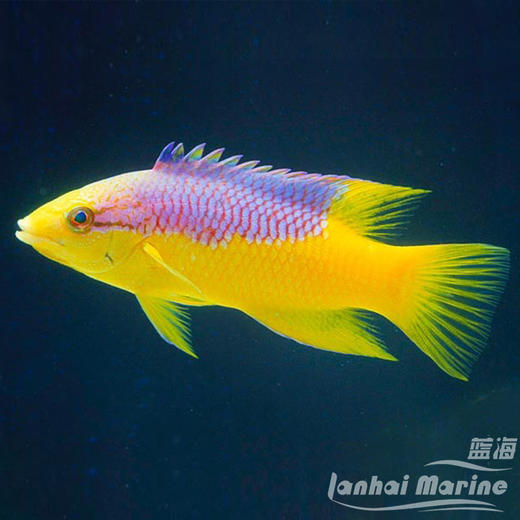 美国紫狐 商品图7