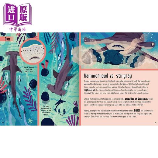 预售 【中商原版】A Day in the Life：Sharks 一天的小生活：鲨鱼 英文原版 进口图书 儿童绘本 动物图画书 精装精品绘本 儿童读物 商品图3