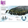【中商原版】Young Zoologist：Emperor Penguin 小动物家：帝王企鹅 英文原版进口 儿童百科绘本 动物科普知识图书 精装知识绘本 商品缩略图3