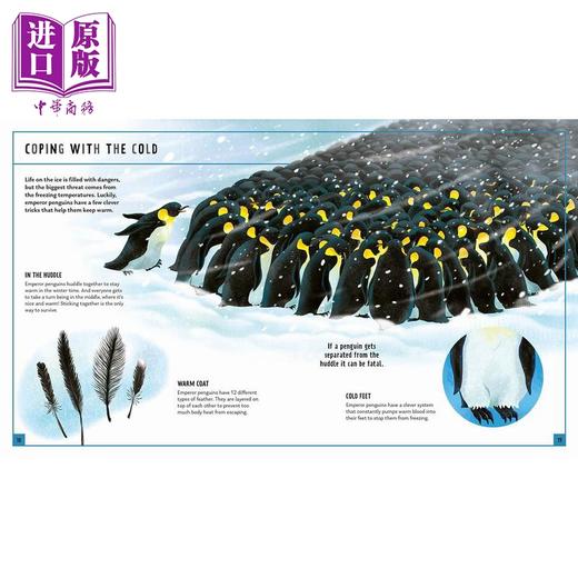 【中商原版】Young Zoologist：Emperor Penguin 小动物家：帝王企鹅 英文原版进口 儿童百科绘本 动物科普知识图书 精装知识绘本 商品图3