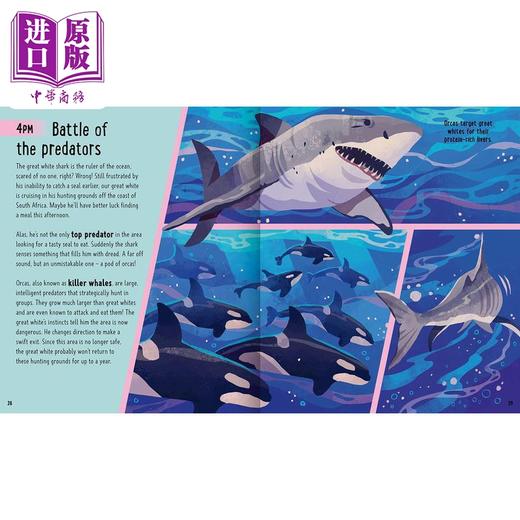 预售 【中商原版】A Day in the Life：Sharks 一天的小生活：鲨鱼 英文原版 进口图书 儿童绘本 动物图画书 精装精品绘本 儿童读物 商品图2