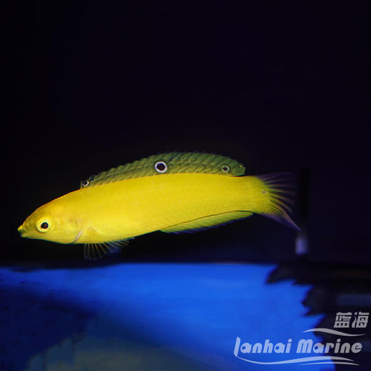 黄龙（除蚓螺） 商品图1