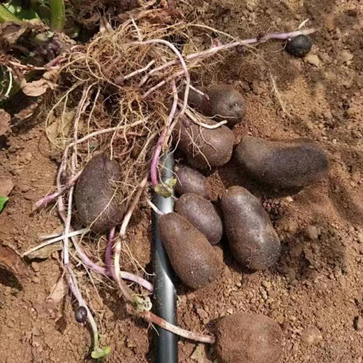 有机山地小黑土豆 商品图6