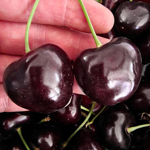 顺丰包邮到家！大连基地直送，俄罗斯8号大樱桃，个头大，黑紫，甜度非常高，能达到糖24，脆甜多汁！口感超过车厘子👍3J二斤 商品图1