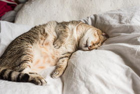 总是疲乏无力、懒洋洋不想动，如何缓解?