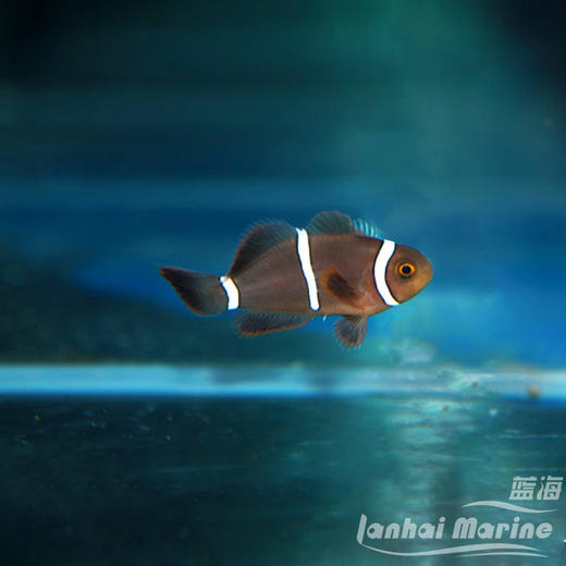 人工透红小丑 断纹 商品图6