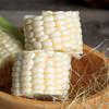 冰糖水果玉米(净重2.8-3斤中果家庭装 （200-250g/根，5-7根） 商品缩略图2