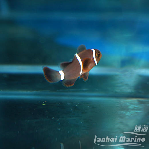 人工透红小丑 断纹 商品图5